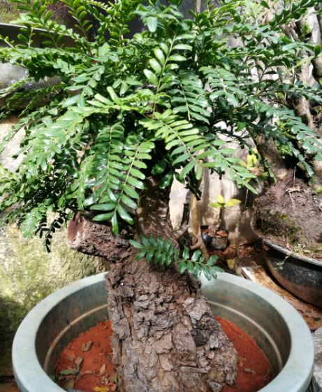 其实最重要,也是最需要功底的一个步骤,就是得学会给清香木进行修剪