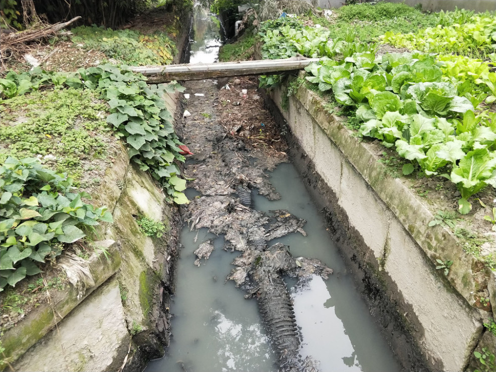 昔日黑臭水沟今日水清鱼跃 点位:成都市双流区 在双流区九江街道大井