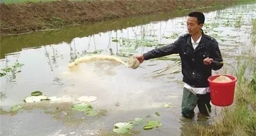 养殖小龙虾长不大的原因？想要养出“两虾”必须注意的三个关键点