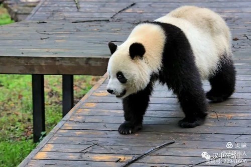 汉中市动物园图片