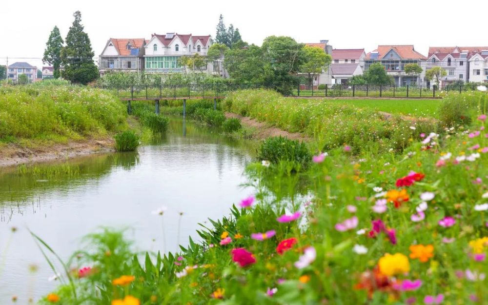 南汇新闻来惠南镇海沈村祝桥镇星火村与美丽乡村来一场约会