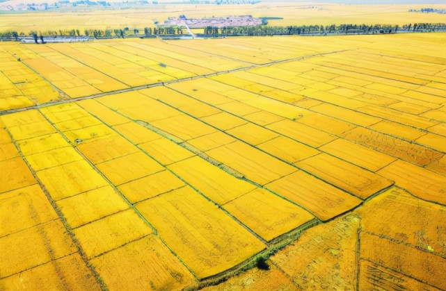 梨树县孤家子镇金灿灿的水稻田,呈现出丰收在望的美丽景象.
