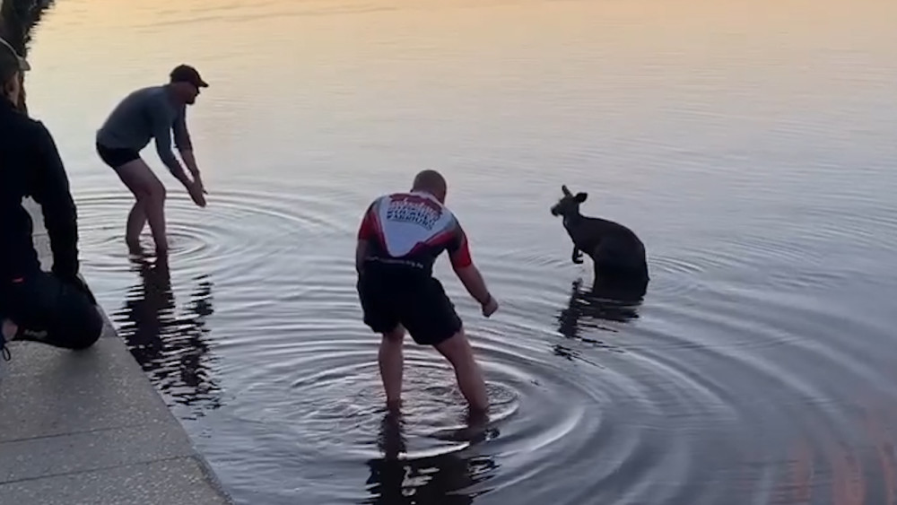 有爱！澳大利亚两男子跳进湖里救出落水的袋鼠心理证书报考条件官网