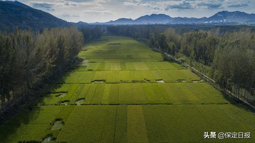 沃野如画丰收在望