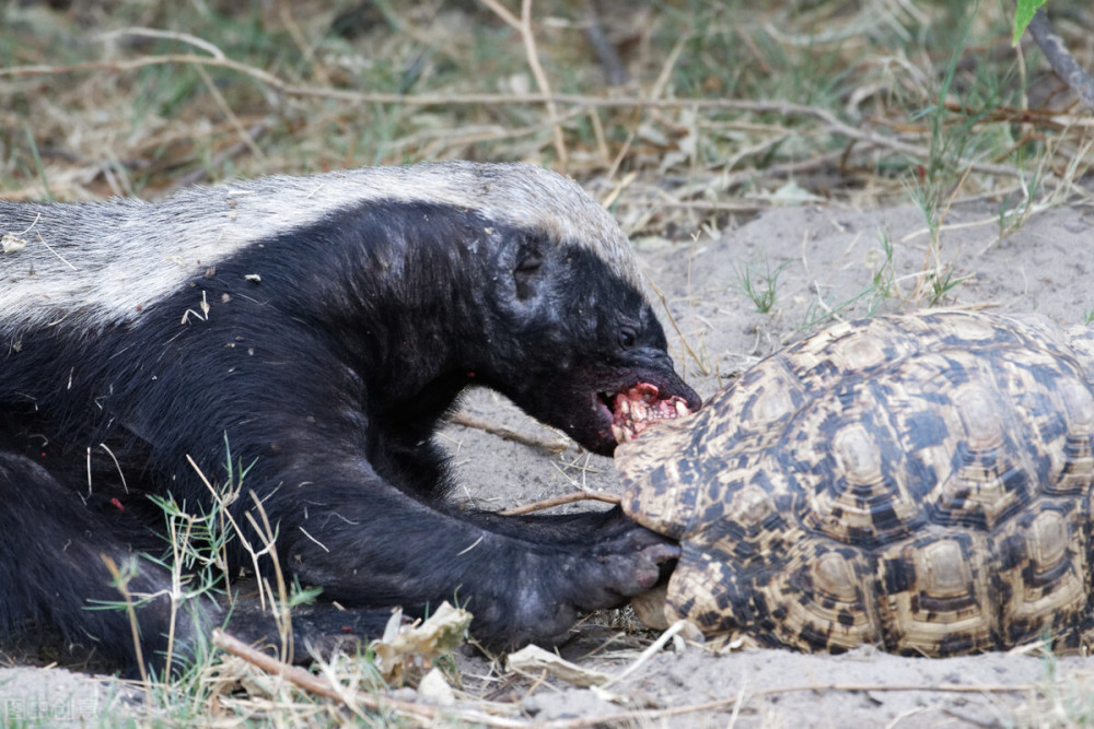 这个动物是它最大的天敌,遇见只有送"獾"头_腾讯新闻