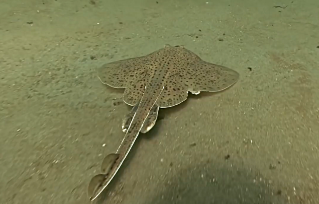 电鳗电鳐会放出几百伏的电除了人类还有什么动物能制服它们