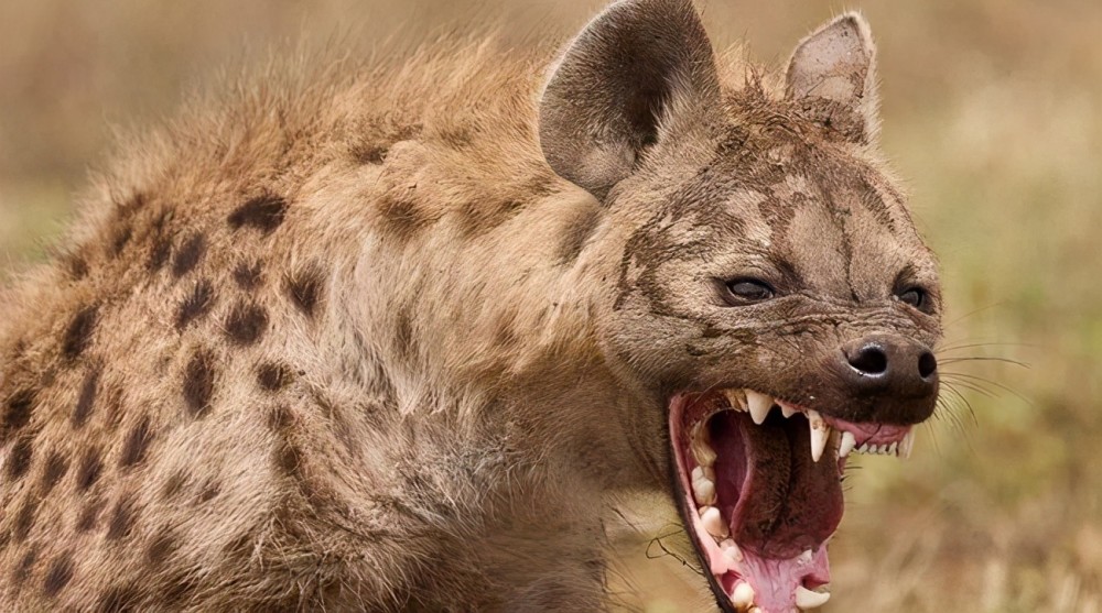 当平头哥遭遇鬣狗,掏肛的遇上不要命的,还能保住一哥的地位吗?