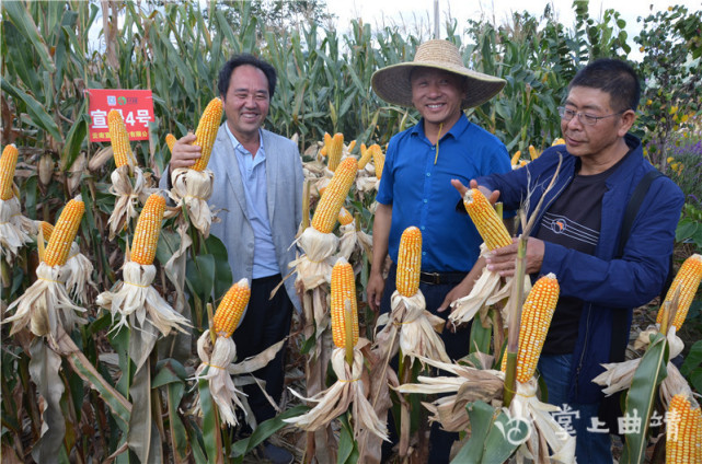 宣威粮食高产创建创佳绩|宣宏88|刘庆文|玉米|宣威市|良种