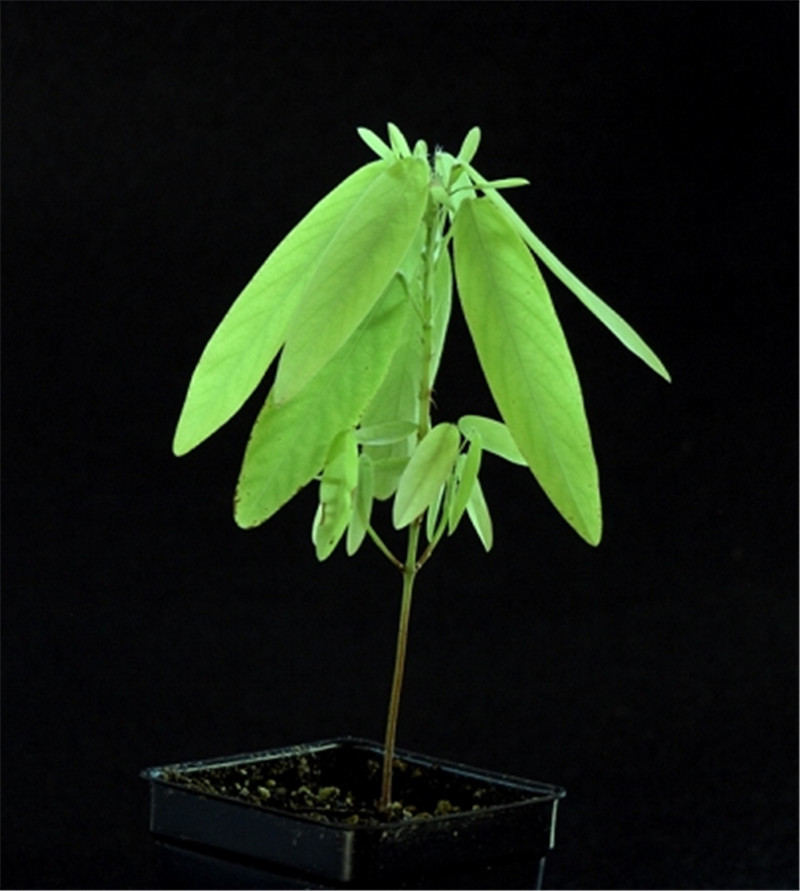 跳舞草图片(跳舞草图片大全大图)