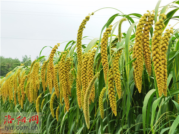 亩产622.39公斤!河南谷子高产纪录在洛阳诞生