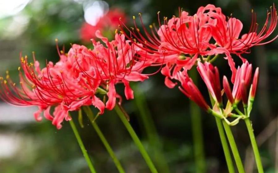 盘点十款有毒花再喜欢也别养在家里你家养过几种