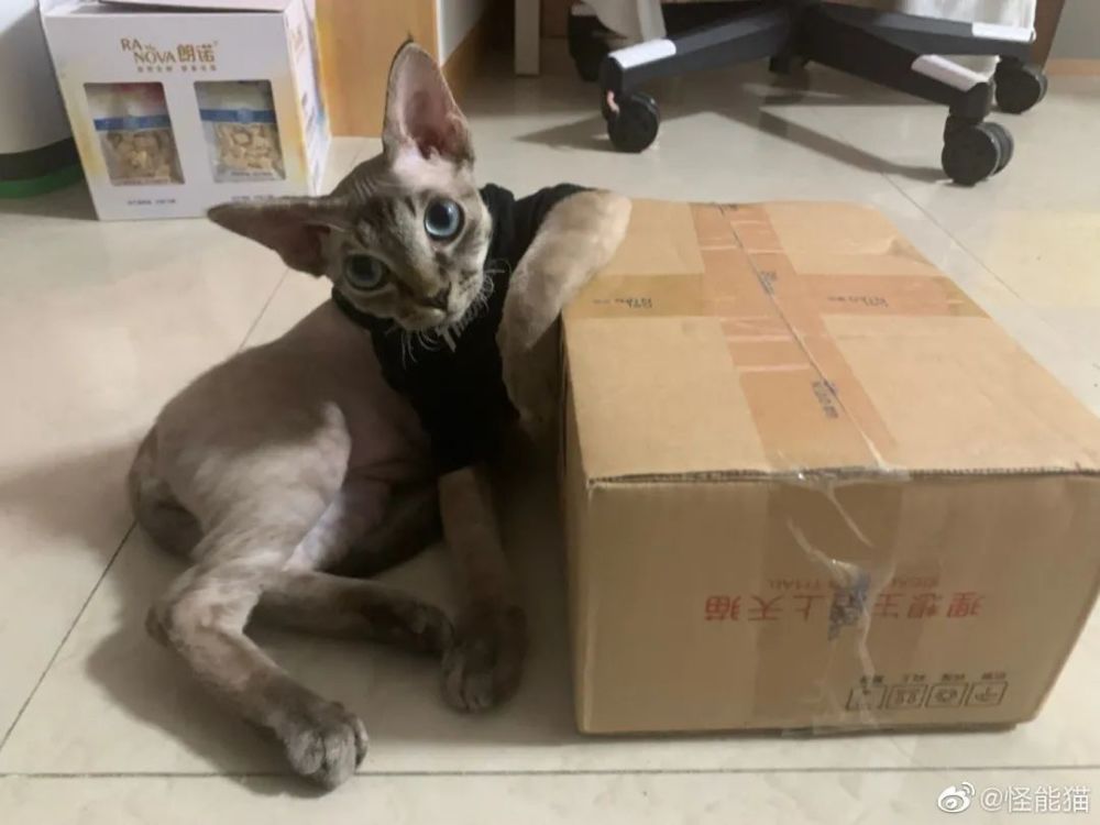 猫:我都不正眼瞧你,还不明白吗?