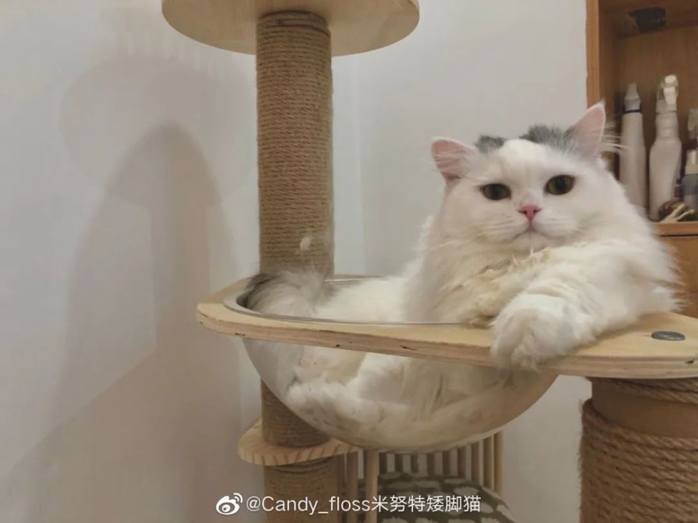 猫:我都不正眼瞧你,还不明白吗?