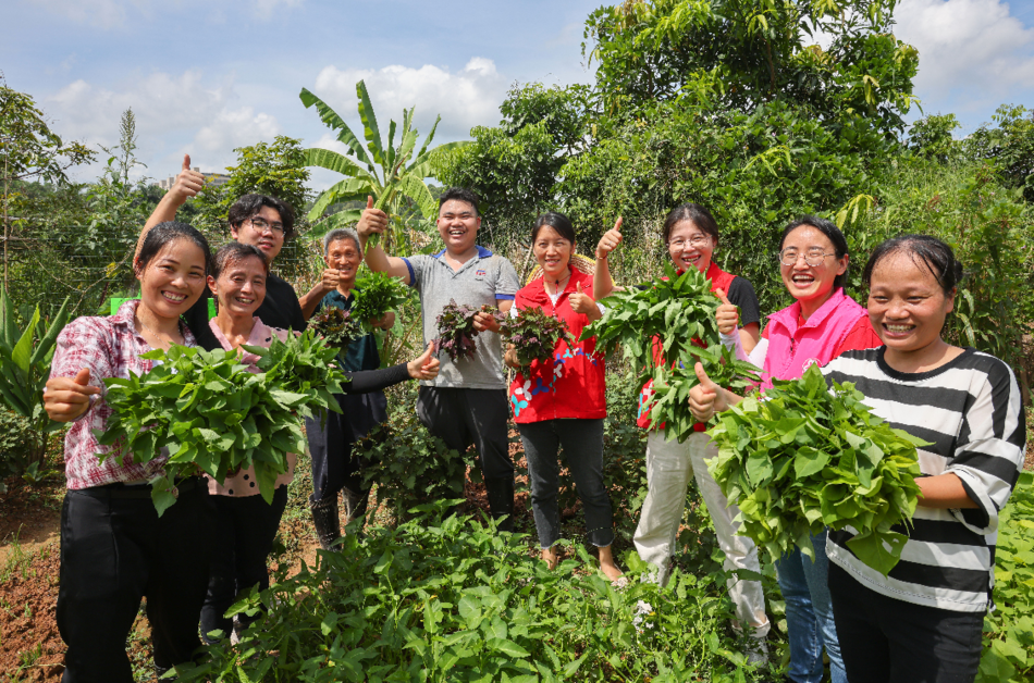 现实版的开心农场这群龙华人为啥心甘情愿当农夫