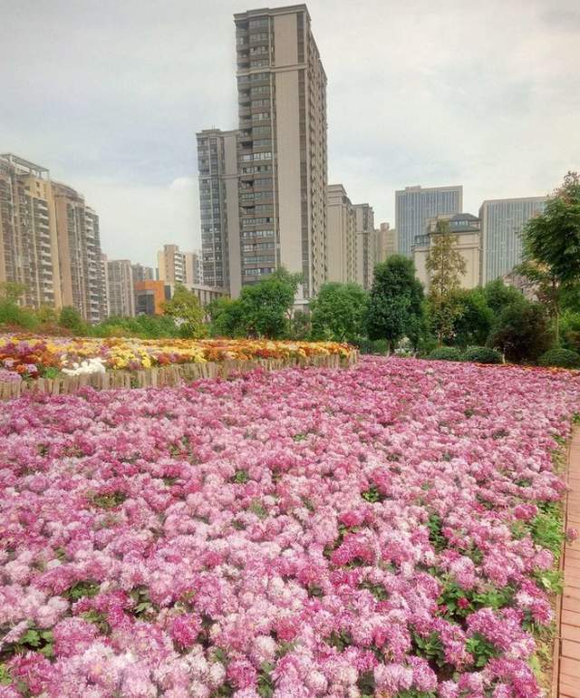 合肥附近花海图片