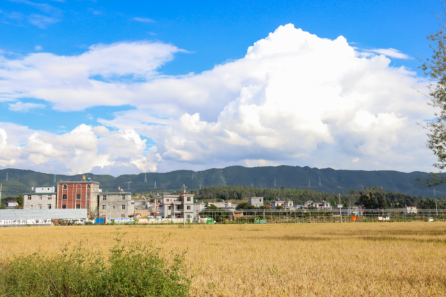 丰收节▏牛栏江镇有机大米即将上市