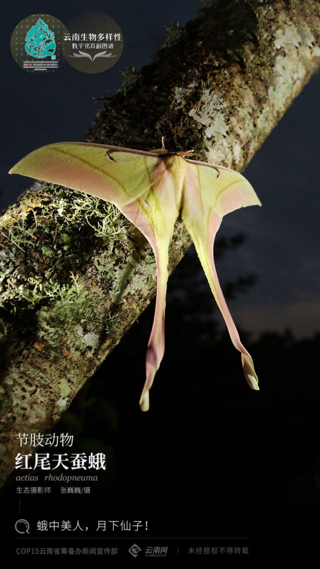 cop15红尾天蚕蛾蛾中美人月下仙子