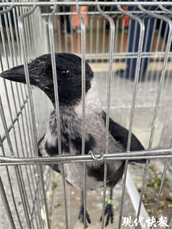 罕见!市民捡到白乌鸦,是国家一级保护动物