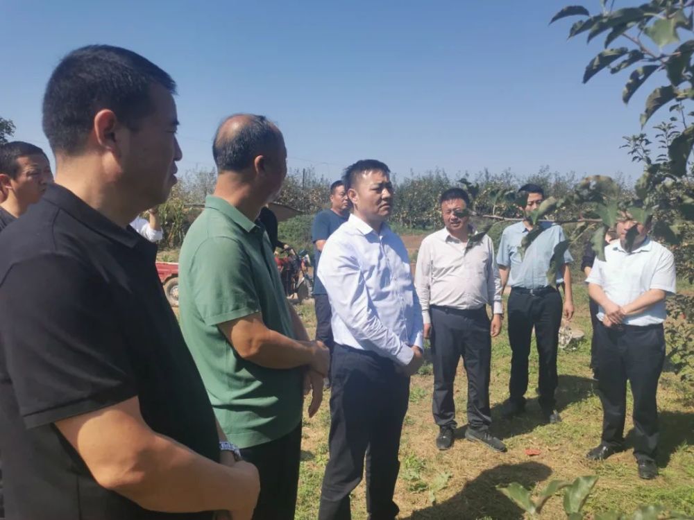 张晶检查南塬片区苹果受灾情况