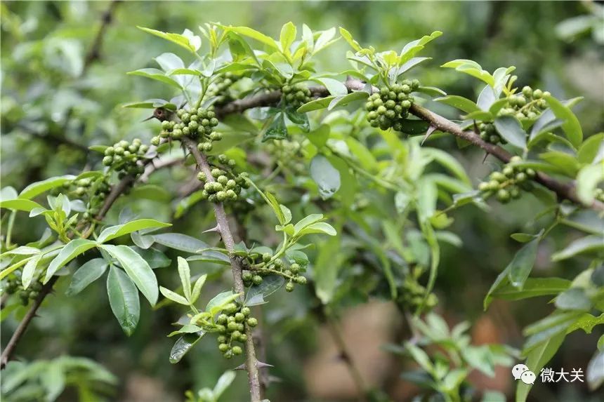 大关打造竹椒茶一产新格局