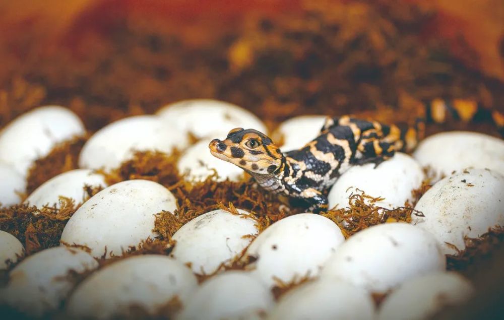 实时监测自然孵化情况;规范扬子鳄野外日常管理,加强繁殖期鳄卵窝