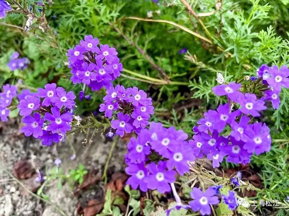 帶上你家李煥英來松江這裡觀賞萱草花