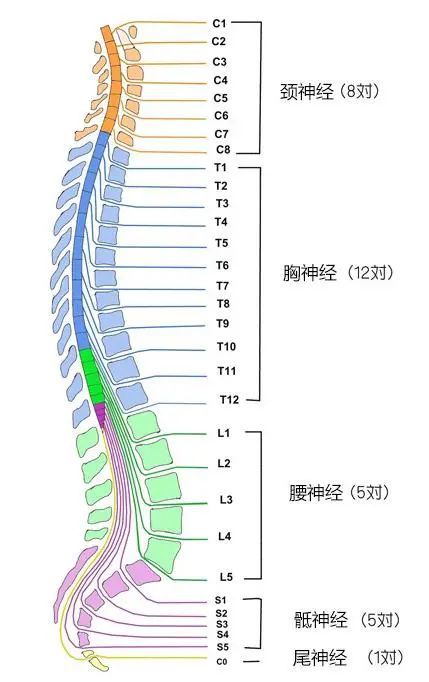 椎間盤突出是較為常見的脊柱退行性疾病之一,可發生於頸椎,腰椎,胸椎