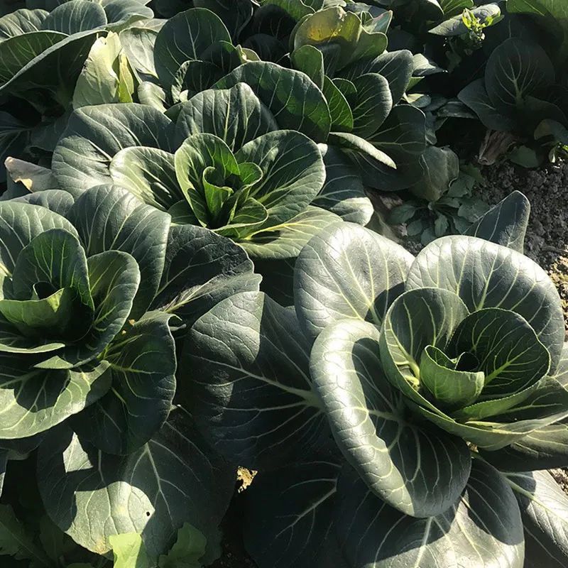 耐寒性很好的杂交苏州青品种!