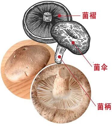 香菇子实体由菌盖和菌柄两大部分组成,像一把小伞.