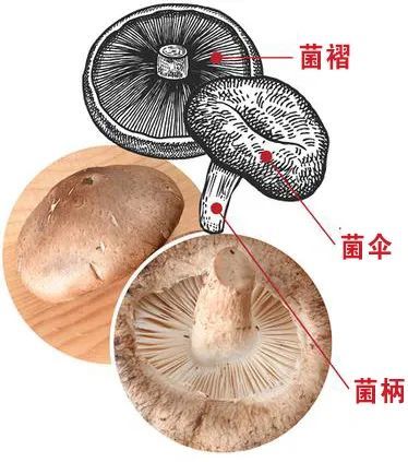 香菇形态结构简图图片