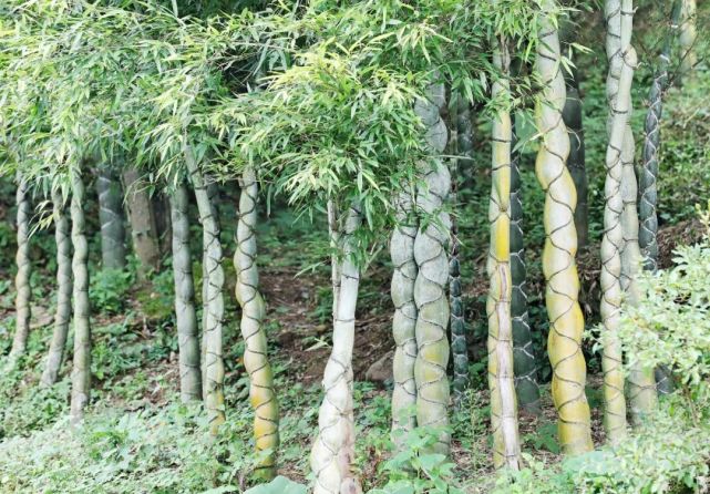 龙鳞竹学名龟甲竹,属我国较为珍稀的变异观赏竹种,因其干体呈不规则性