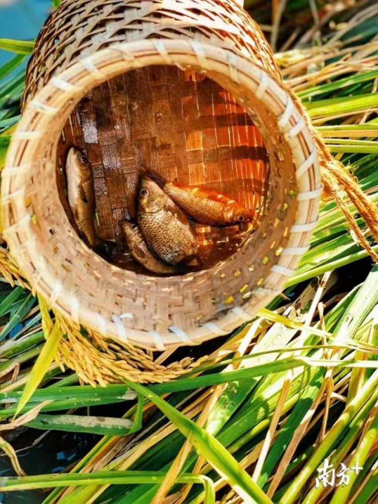 百里瑶山迎丰收23日到连南品味稻香鱼肥