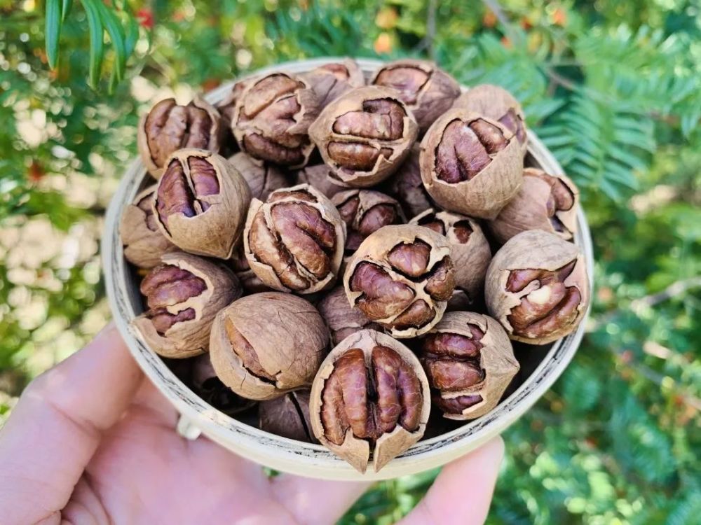 当季新鲜临安山核桃秋天这个天然脑黄金终于来啦营养是鸡蛋的5倍个大