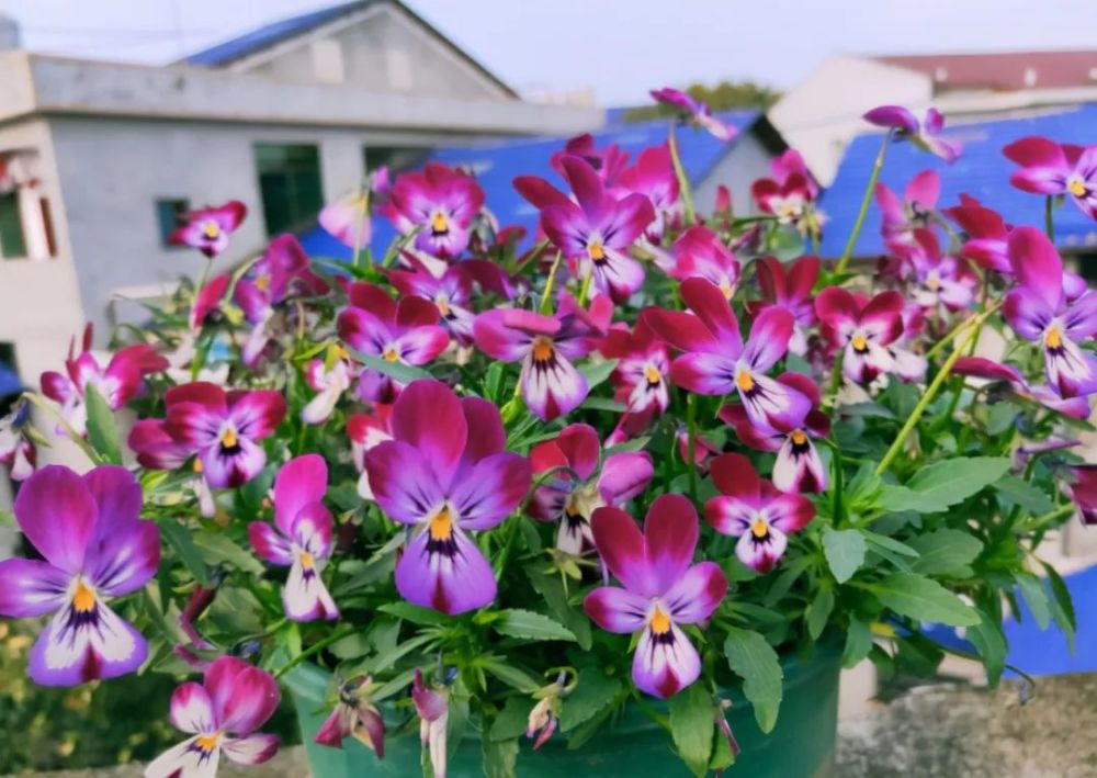 秋季可以种的4种"草花",只需买棵小苗,就能持续开花一整年