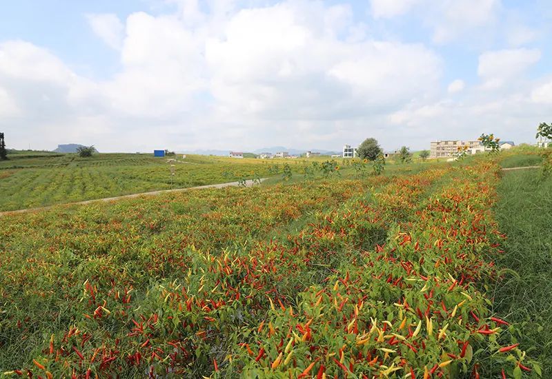 金秋时节,走进西秀区杨武乡顺河村辣椒种植基地,红艳艳的辣椒挂满了