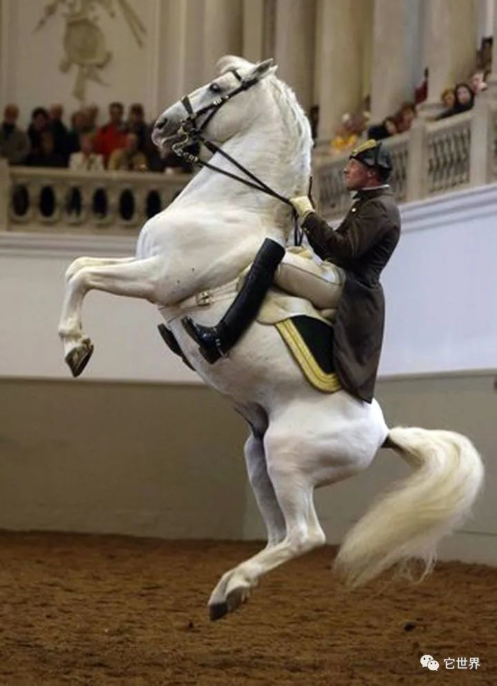 十四運唯一的動物選手馬