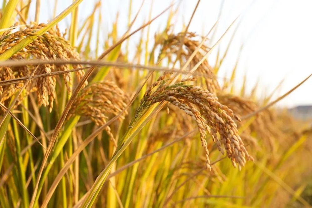 披上了金灿灿的外衣稻田里的谷穗当醉人的果香伴秋风扑鼻而来秋分到了