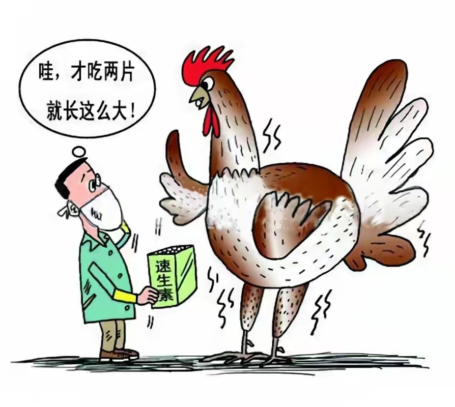 美国33天出栏的抗生素鸡每只10元这种鸡对人体有何危害