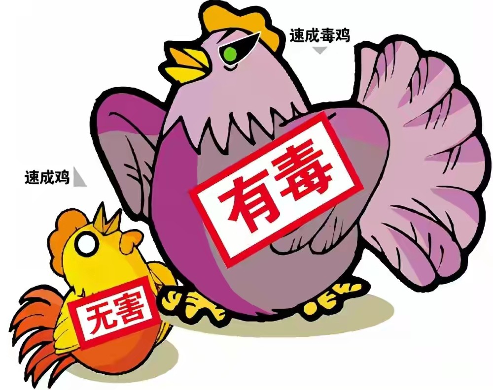 美国33天出栏的抗生素鸡每只10元这种鸡对人体有何危害