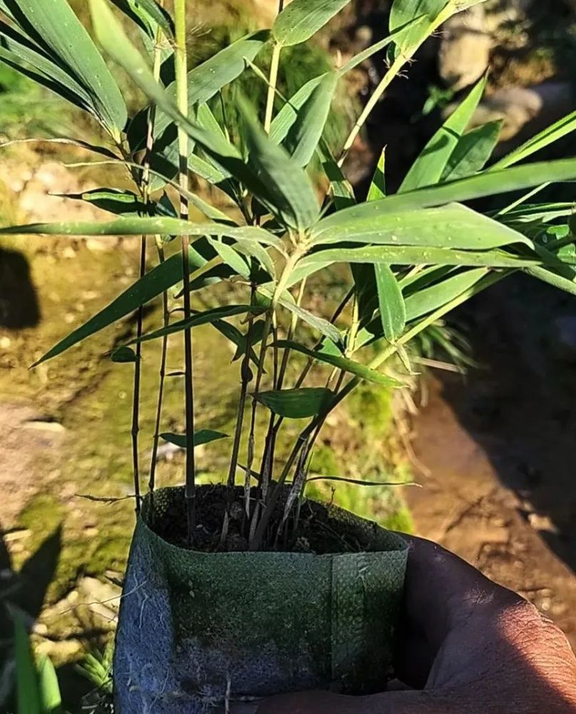 云台山生态恢复种竹倡议书