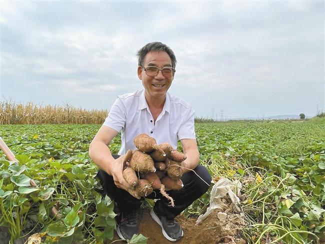 9月16日,泾阳县兴隆镇许庄村村民许明智说:"今年种植的红高粱喜获丰收