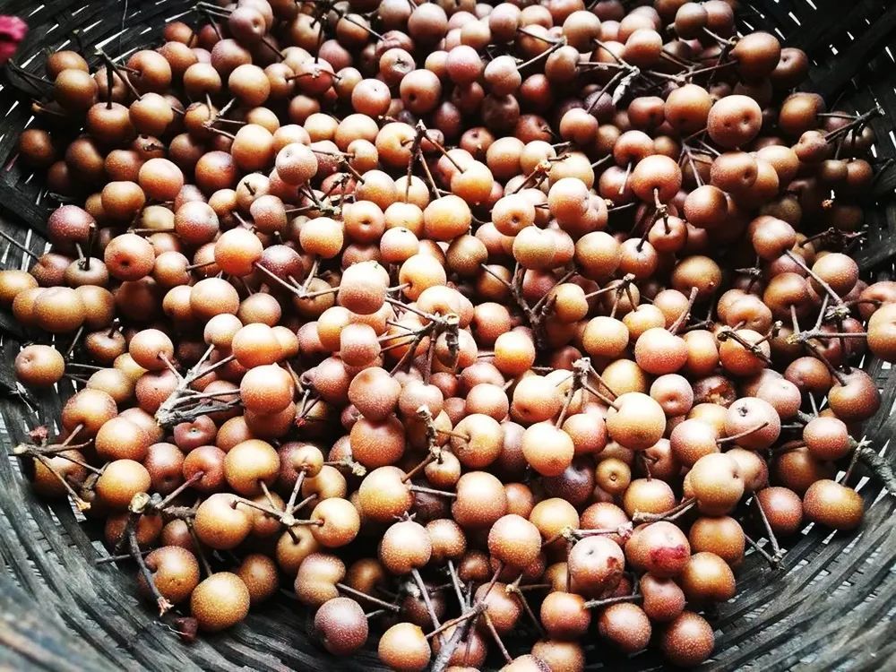 曾是农村娃的零食,一摘几十斤,如今却常烂一地没人要,太可惜_腾讯新闻