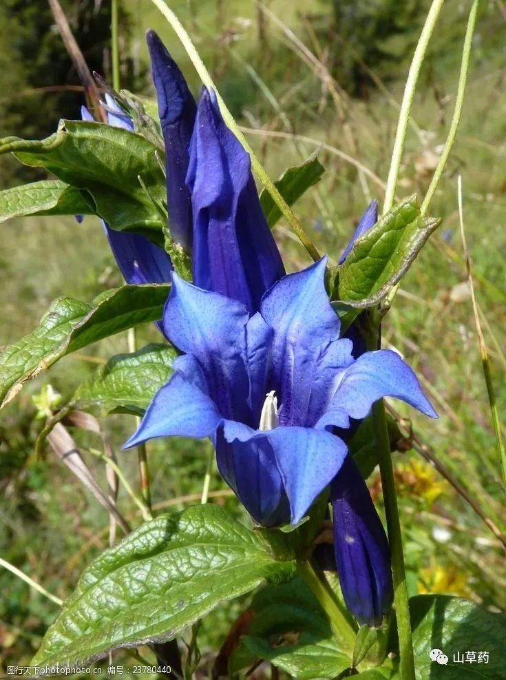 龙胆草的功效与作用(龙胆草的功效与作用及禁忌)