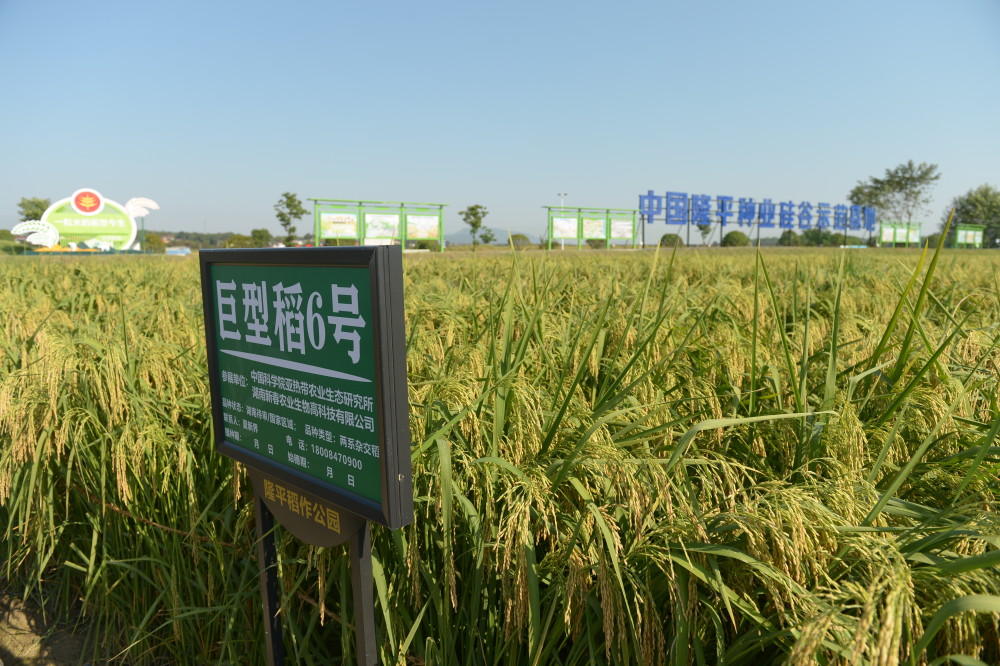 禾下乘凉梦隆平稻作公园里有平均身高1米8的巨型稻