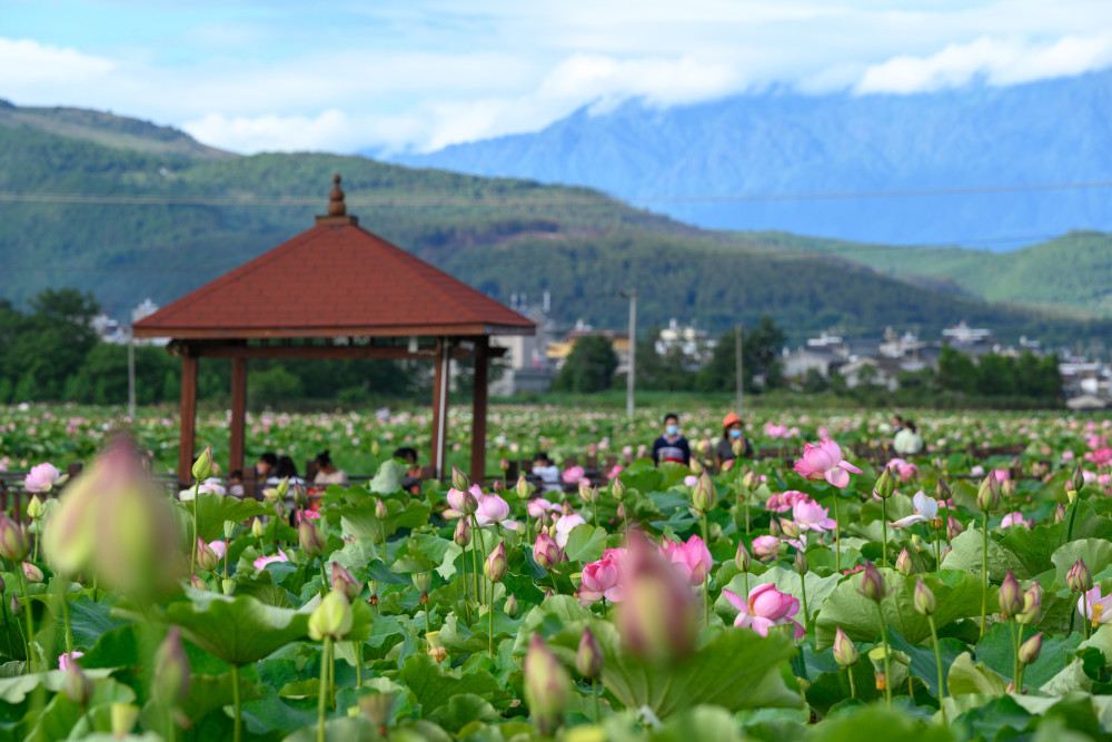 坐火车赏荷打卡腾冲市十里荷花乡村旅游示范村