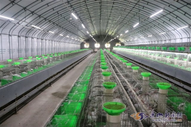 养好小兔子 搞好乡村振兴大产业