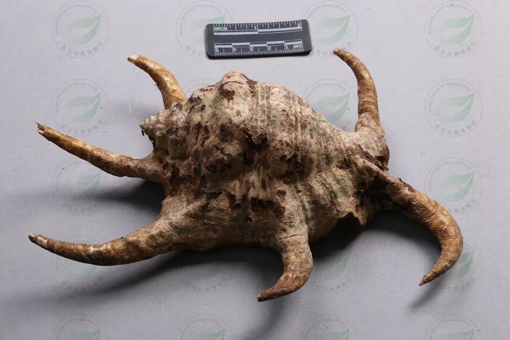 队踏上了南海上的处女地,目的是采集一批南海动植物标本以充实馆藏