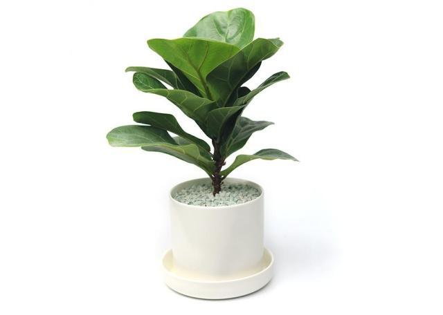 植物风水界新贵植物非试管高效快繁琴叶榕