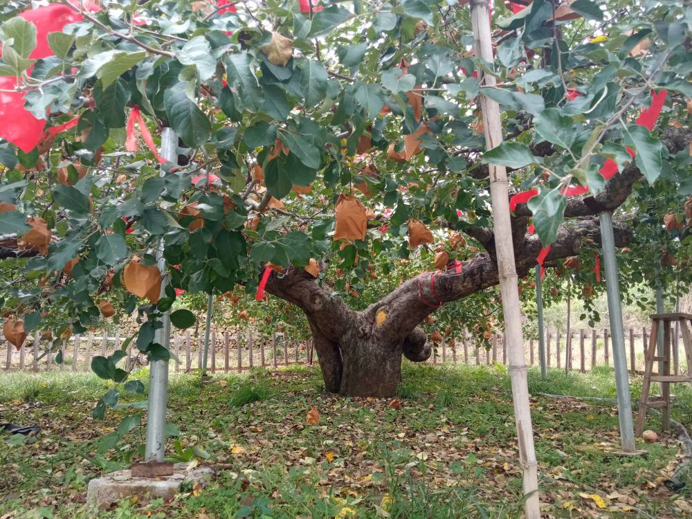 约有130年树龄烟台百年古树展现深厚苹果文化