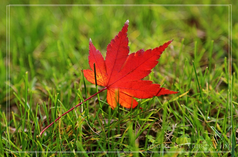 秋分期待秋凉期待秋色